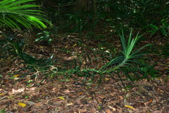 Freycinetia formosana