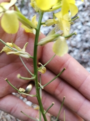 Erysimum sylvestre