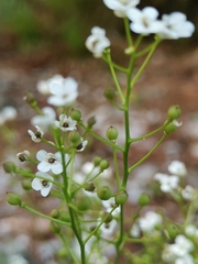 Kernera saxatilis