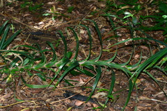 Freycinetia formosana