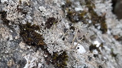 Stereocaulon colensoi