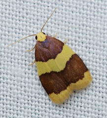 Heterallactis phlogozona