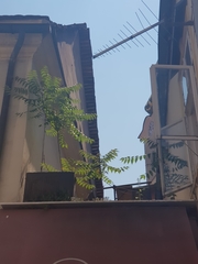 Ailanthus altissima