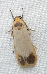 Brunia dorsalis