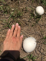 Calvatia lilacina