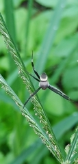 Argiope aetheroides