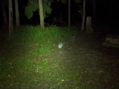 Northern Bettong