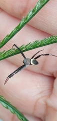 Argiope aetheroides