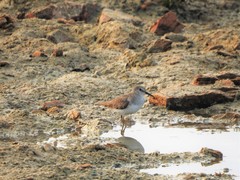 Calidris temminckii