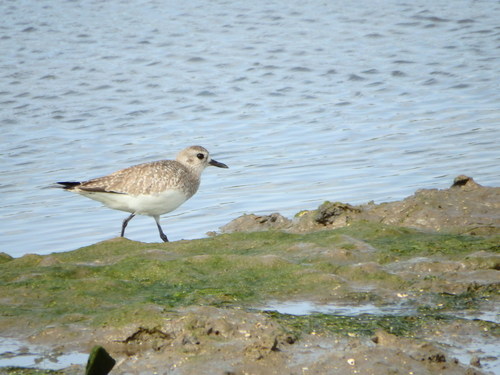 Chorlito gris (Pluvialis squatarola)