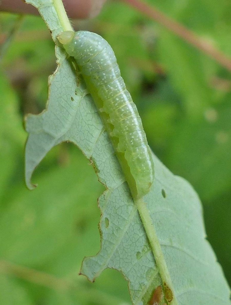 Dark Marathyssa Moth