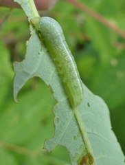 Dark Marathyssa Moth