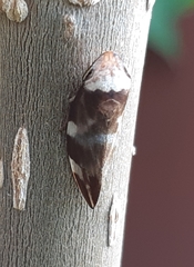 Ptyelinellus praefractus