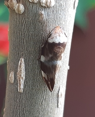 Ptyelinellus praefractus