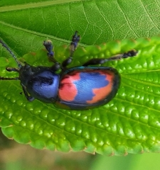 Platycorynus undatus
