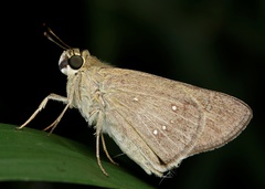 Pelopidas lyelli