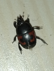 Hister quadrimaculatus