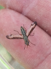 Dorycera grandis