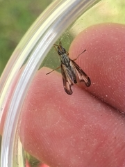 Dorycera grandis