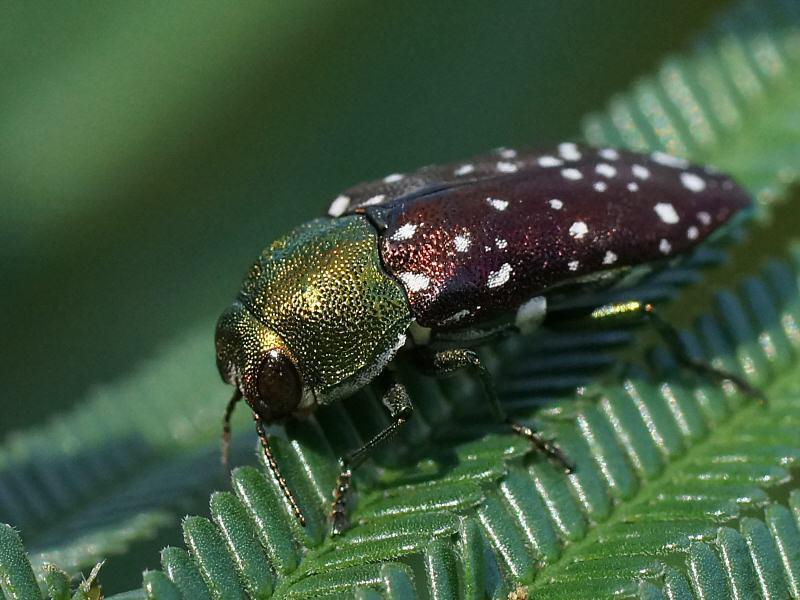 Diphucrania leucosticta