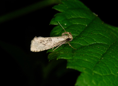 Acrolophus mortipennella