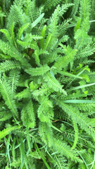 Achillea millefolium