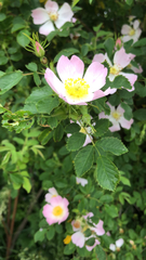 Rosa canina
