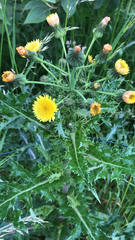 Sonchus asper