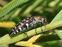 Diphucrania leucosticta