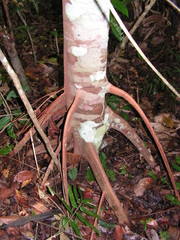 Pourouma guianensis