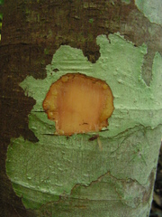 Pourouma guianensis