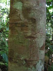Pourouma guianensis