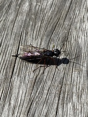 Xiphydriidae
