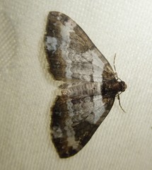 Melanthia procellata