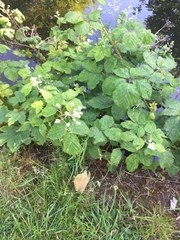 Rubus