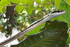 Dendrelaphis pictus
