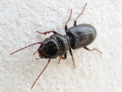 Dixus clypeatus