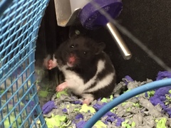 Mesocricetus auratus