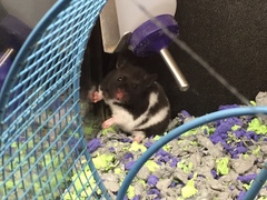 Mesocricetus auratus