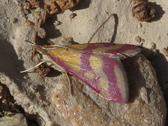 Pyrausta sanguinalis
