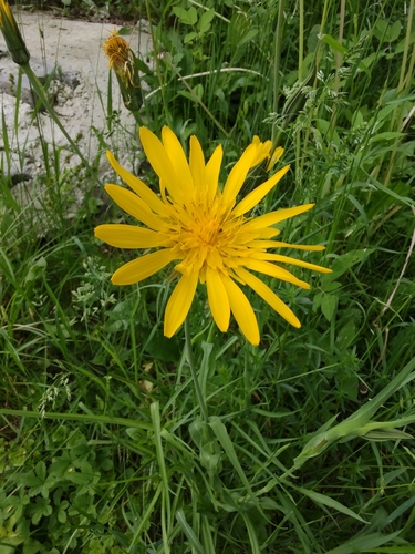 kozia brada (Tragopogon)
