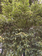 Celtis australis