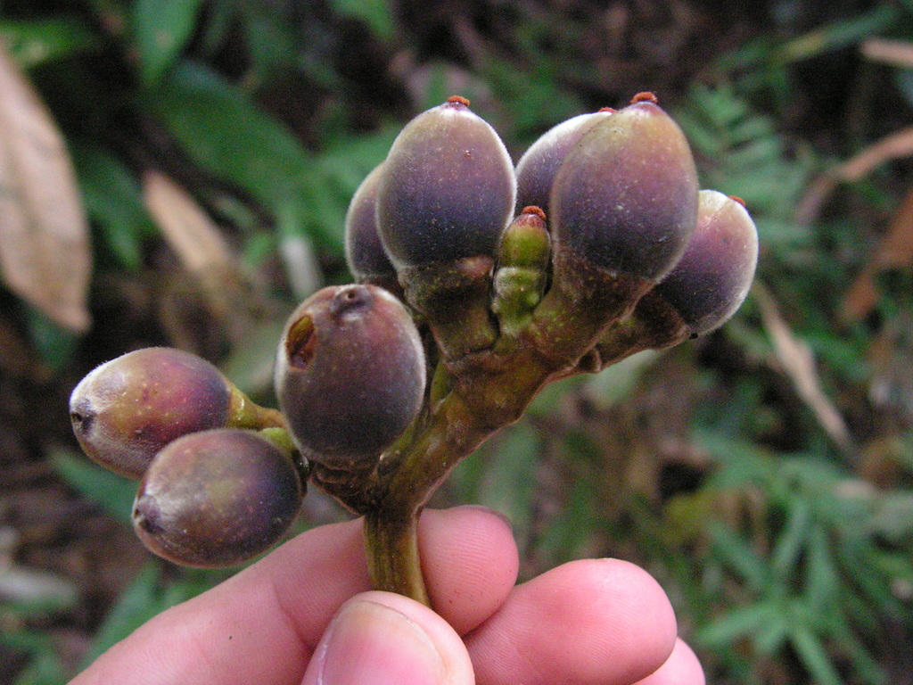 Pourouma guianensis