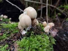 Agaricales