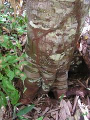 Pourouma guianensis