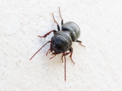 Dixus clypeatus