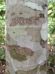 Pourouma guianensis