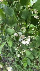 Philadelphus coronarius