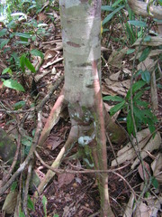 Pourouma guianensis