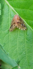 Ricania simulans